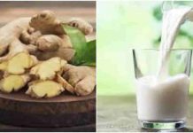 શિયાળામાં રોજ આદુનું દૂધ પીવો, આ મોસમી રોગોથી બચી જશો